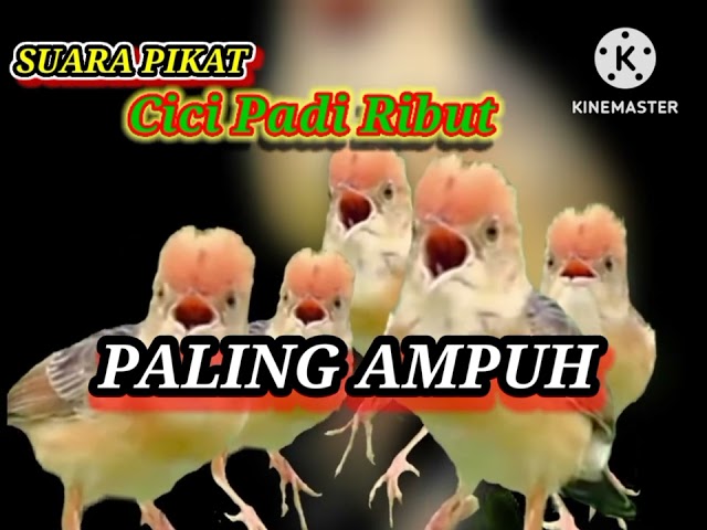 suara pikat burung Cici Padi (Golden headed cisticola /Cici Padi Kepala Merah) ribut paling ampuh class=