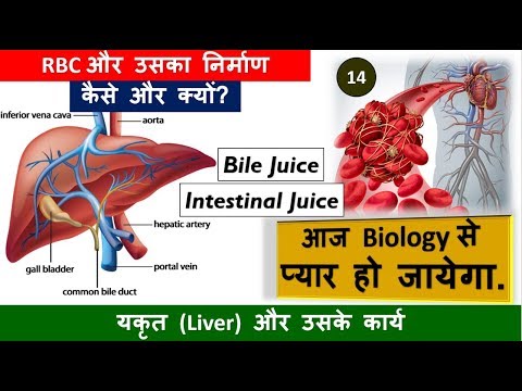 14. Liver and Its Work, Formation Of RBC , BIle Juice , Intestinal Juice  | Nitin Sir | Study 91