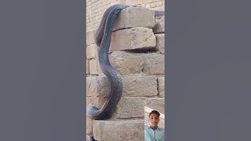 mahadev status mahakal status bholenath status #shiv #snake #mahadev #shivshiv #treding #shiv