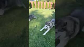 The Husky and The Malamute! #shorts #husky #malamute #dog #dogs #doglife #dogshorts #subscribe