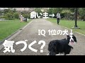 散歩中に飼い主とすれ違ったボーダーコリーの反応がかわいすぎるｗ