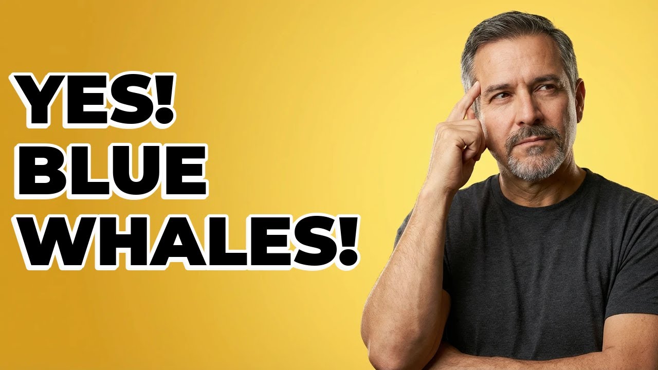 Is August a Good Month for Whale Watching in San Diego?