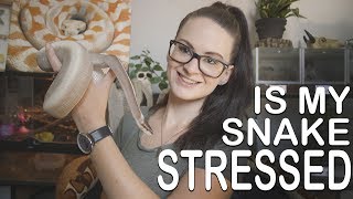 Is My Snake Stressed? Preventing And Treating