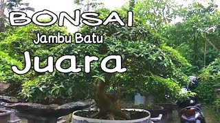 Bonsai Jambu Batu Juara (Jambu Kerikil) | Bonsai Guava