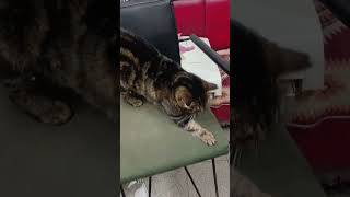 ❤️❤️ behlül ❤️❤️#kedi #sevimlikedi #uyuyankedi #tatlıkedi #catshorts #cutecat #shorts #patilidostlar