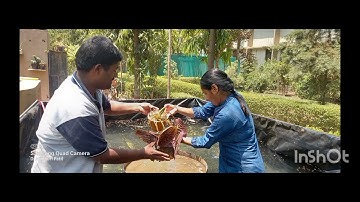 Victoria Neverland Mumbai (F2) cultivation in Botanical Garden, T.C.College,  Baramati,Maharashtra