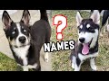 Picking Puppy Names!!