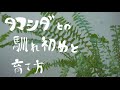 【観葉植物】勝手にやってきたツデー（タマシダ）と育て方