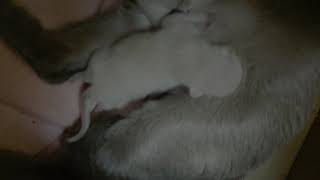 A new litter was born. by cattery minkwin 15 views 5 years ago 20 seconds