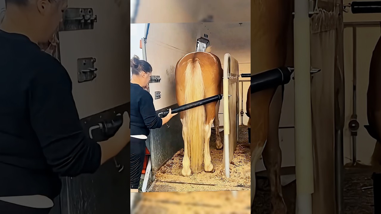 #horse #farrierlife #farrier #satisfying #horsemanship #horsecare #automobile #asmr #oddlysatisfying