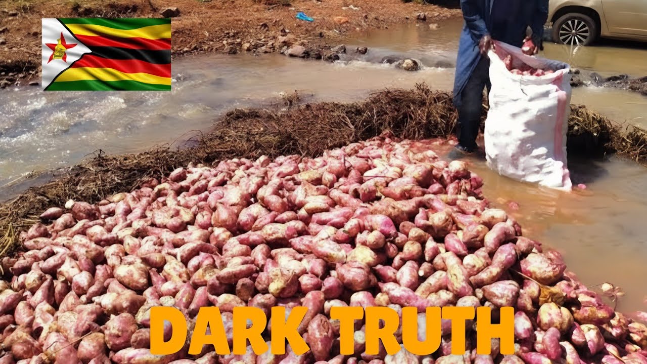 Тёмная правда о фермерском хозяйстве Мбамбаира в Зимбабве | То, о чём вам никто не расскажет
