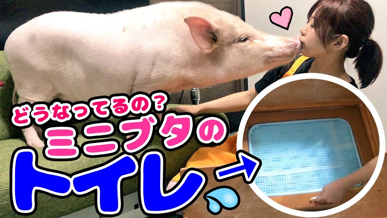 ミニブタのトイレの作り方を大公開 販売もしてるよ つくね Youtube ミニブタのトイレの作り方を大公開 販売もしてるよ つくね Youtube