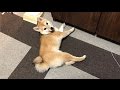 どんなに頑張ってもボールがとれない柴犬