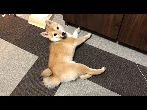 Shiba inu trying to take toy. - YouTube