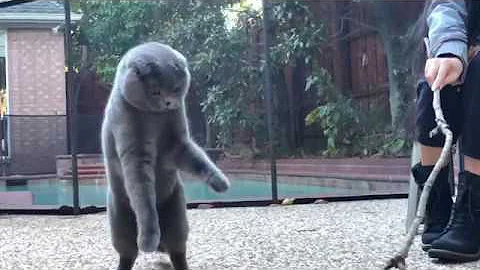 Video 1394381: scottish fold cat playing, cat playing jumping