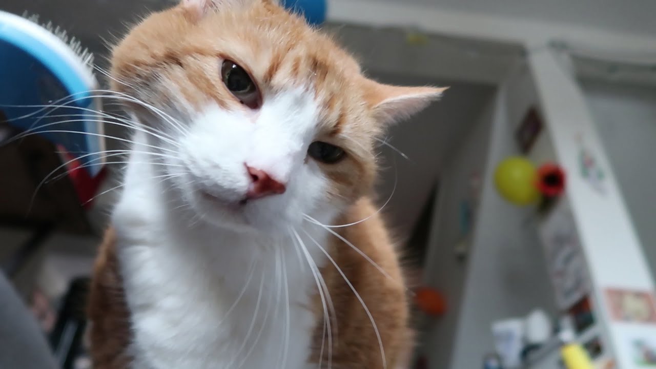Cat Brushes Himself YouTube