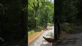 AD ref 288932   Video 3
