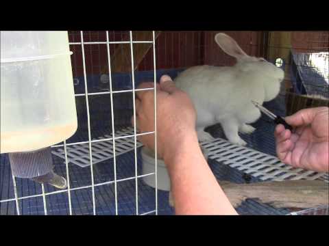 How to Treat Ear Mites In Rabbits - YouTube