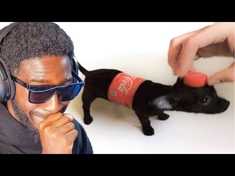 If I Laugh, the Video ENDS.