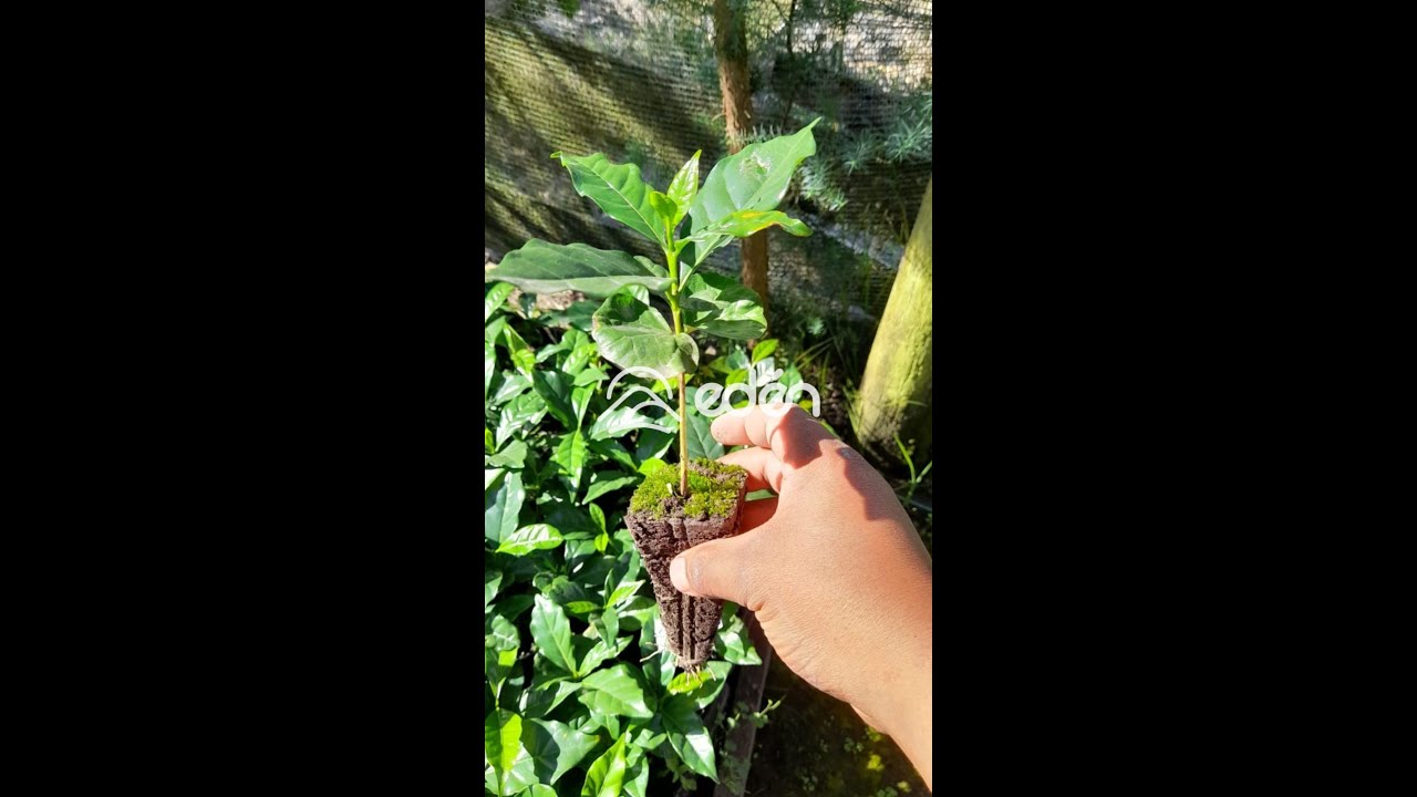 Así se logran plantones de CAFÉ PERFECTOS: técnica en bandejas de germinación. 