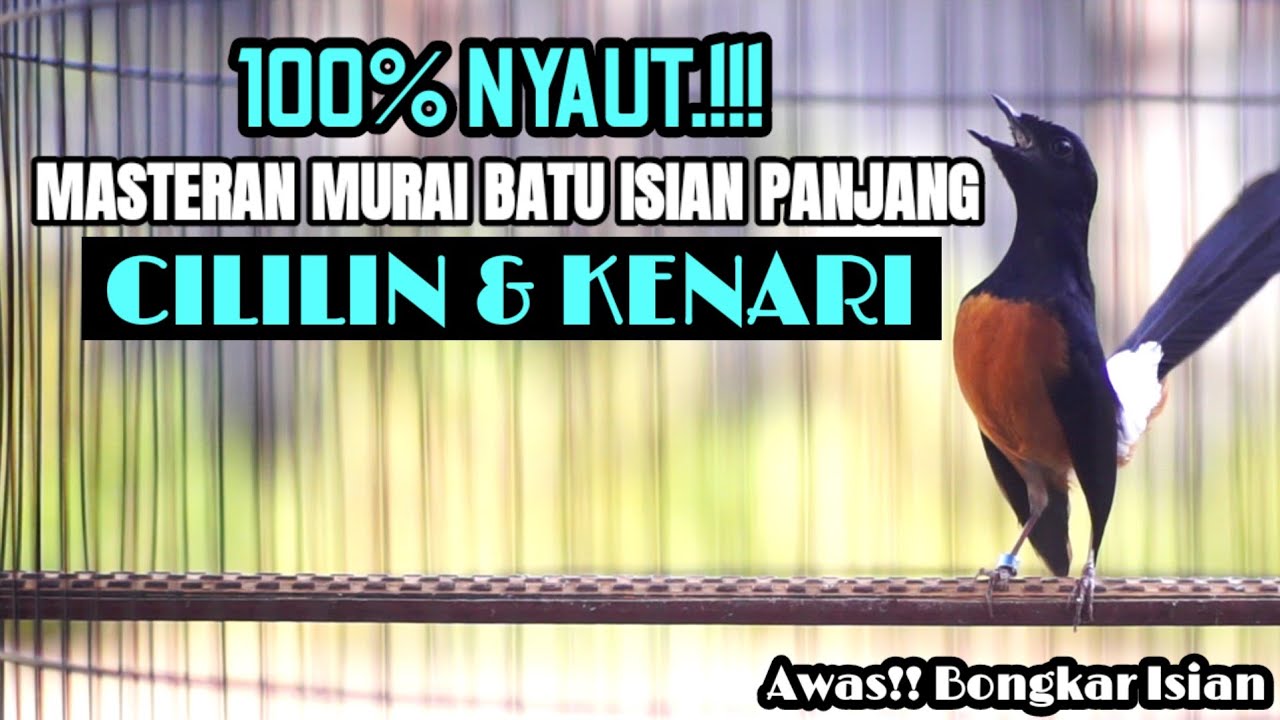 PANCINGAN MURAI BATU GACOR FULL ISIAN PANJANG CILILIN DAN KENARI