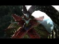 Devil May Cry 4 Official trailer