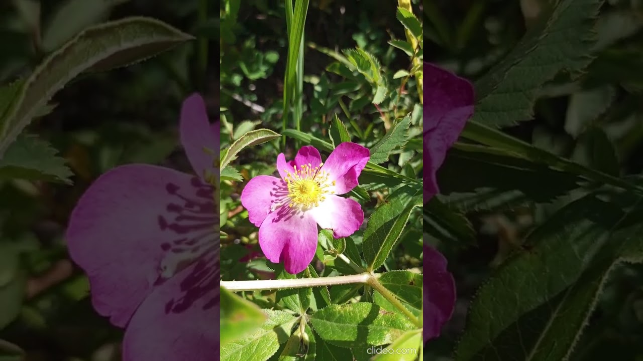 산림 속에 피어난 아름답고 흥미로운 붉은 장미 열매꽃 Beautiful and interesting red rosehip flower in a mountain forest 