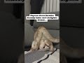 #cats #cat #deprem #earthquake