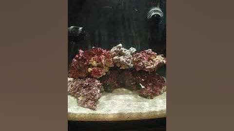 8-5-2018 Biocube 16 Setup