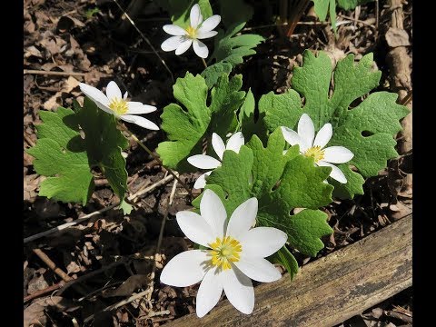 Bloodroot