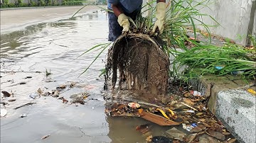 Street Flooding Rescue Clearing Trash from a Culvert During Heavy Rain