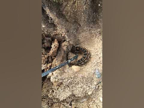 гусянка - YouTube
