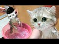 First bath for British kitten 🧼🛁