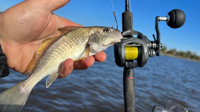 How To Rig Live Croaker To Catch Huge Trout, Redfish, And Snook