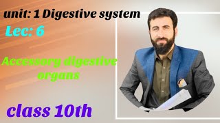 liver, gall bladder and pancreas| Urdu Hindi lecture| bio for all