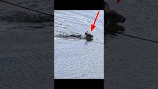 Crocodile Attack Antelope In River By info fact News