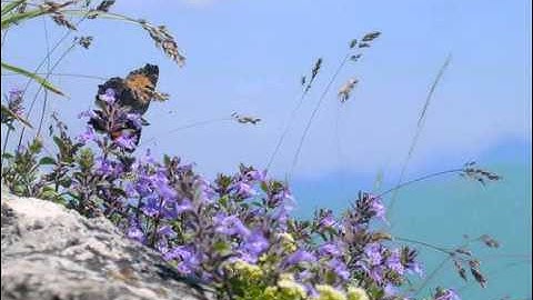 Minuet - Luigi Boccherini - String Quintet in E Major, Op.11 No.5