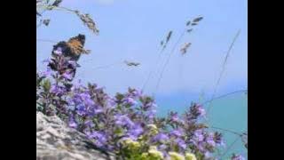 Minuet - Luigi Boccherini - String Quintet in E Major, Op.11 No.5