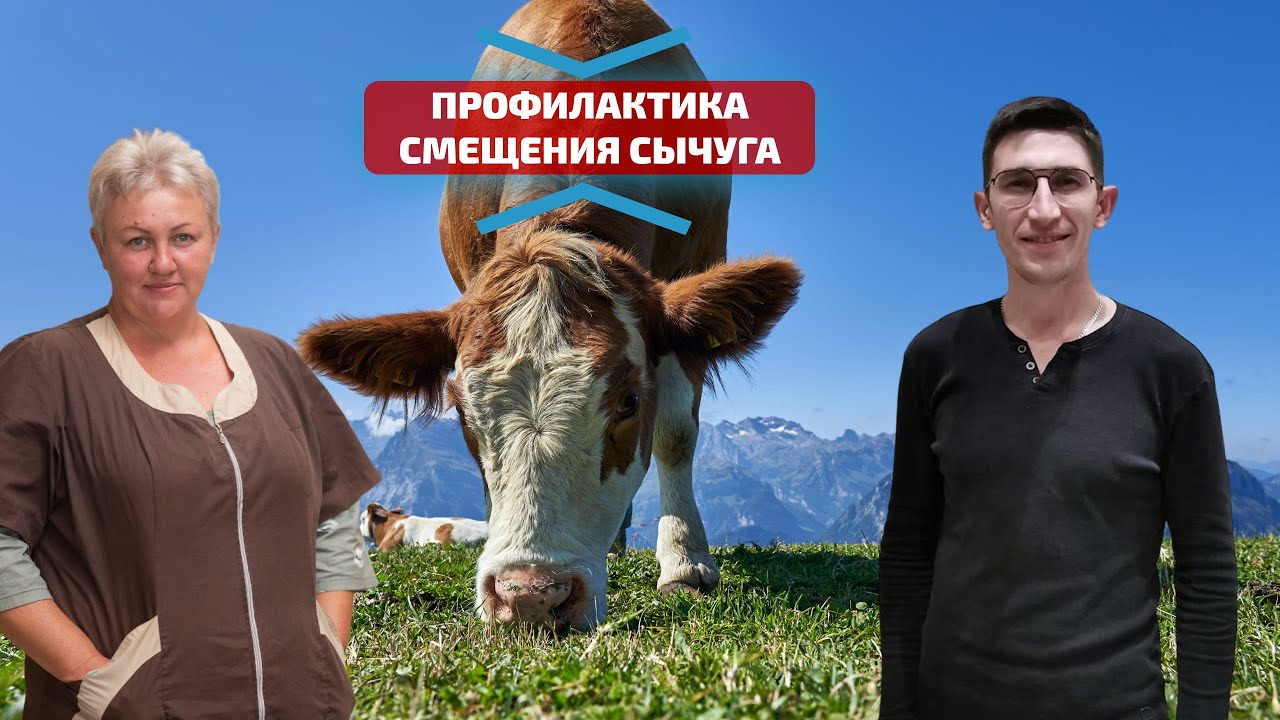 Профилактика смещения сычуга у КРС. Прямой эфир: Причины и признаки ...