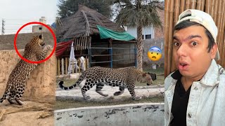 Zoo Mein Laopard Agea