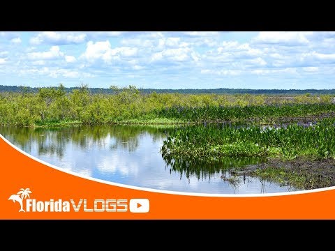 Bisons und mehr in Florida - Wildlife Pur! - Florida Inside #Vlog031