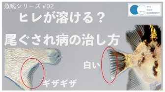 尾ぐされ病 Youtube