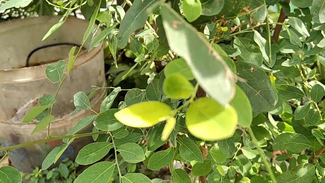manfaat daun kelor 