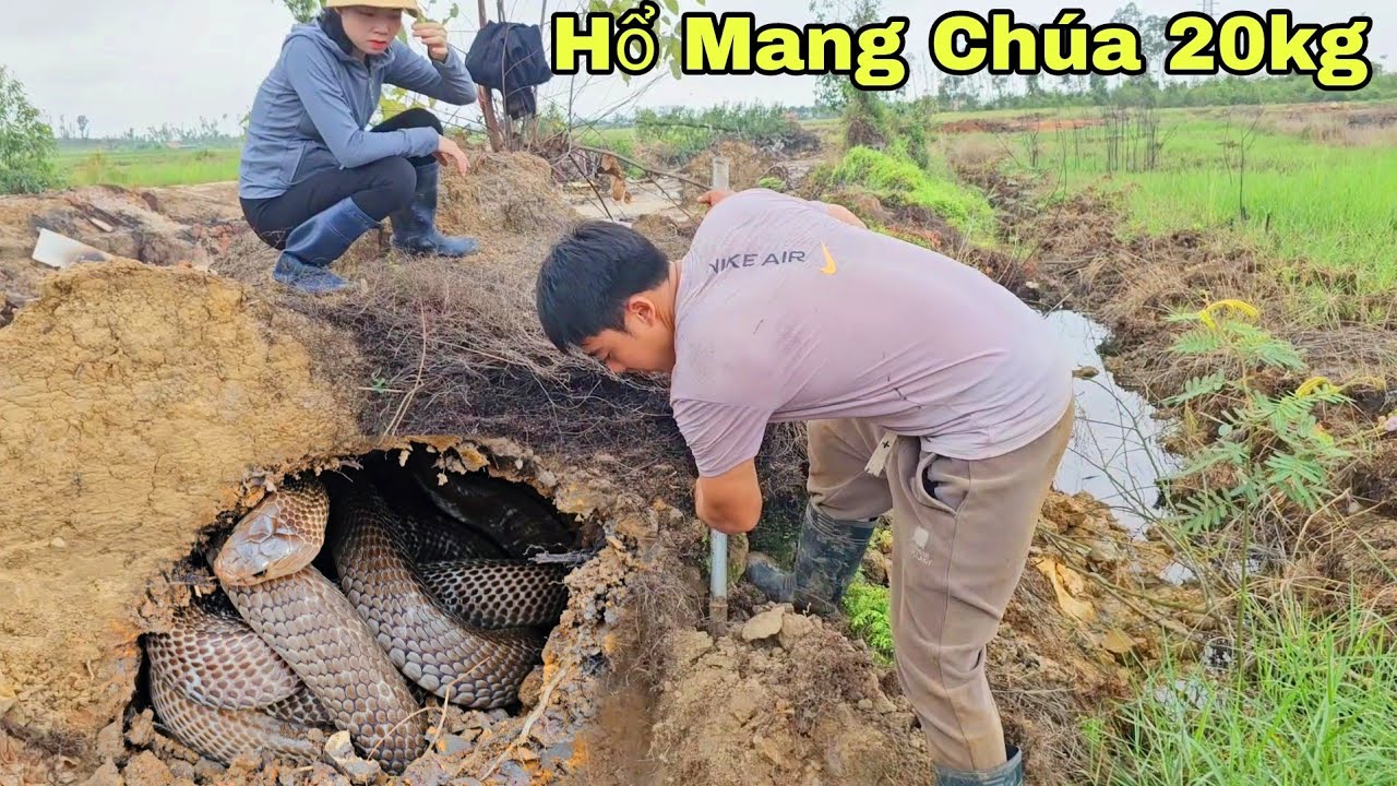 По дороге на работу 70-летний мужчина, обнаружив двух кобр, греющихся на солнце, с криками убежал...