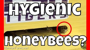 Hygienic Behavior in Honeybees at AldermanFarms