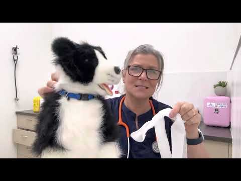 Using bandage to make an emergency muzzle