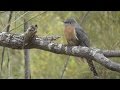 Fan tailed cuckoo cacomantis flabelliformis clip 11 tim siggs abvc