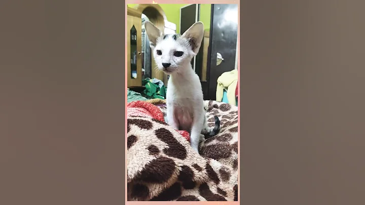 Video 11890931: kitten toys cat cute, cat kitten cute funny