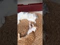 #foryou #cat #catlover #petlover #cute #sweet #haha #funny... #Shorts #catonline520