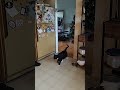 Monkey &amp; Birdie Scuffle #catsofyoutube #hungrycats #hangrycats @RaiderX948